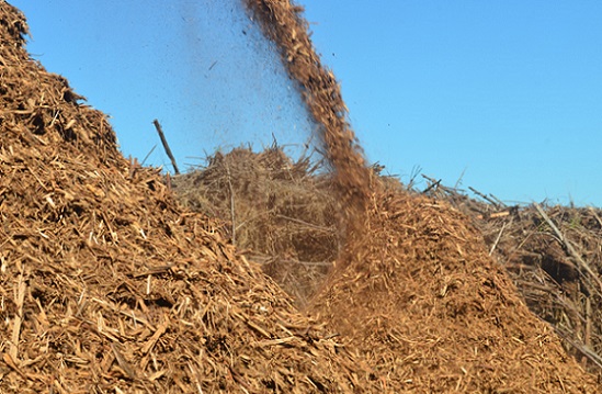 Cenário para energia da biomassa da cana é promissor
