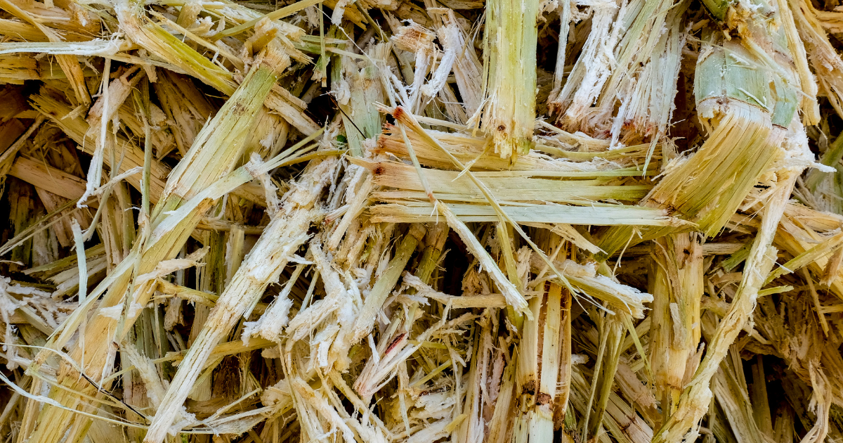 Do bagaço se faz a luz